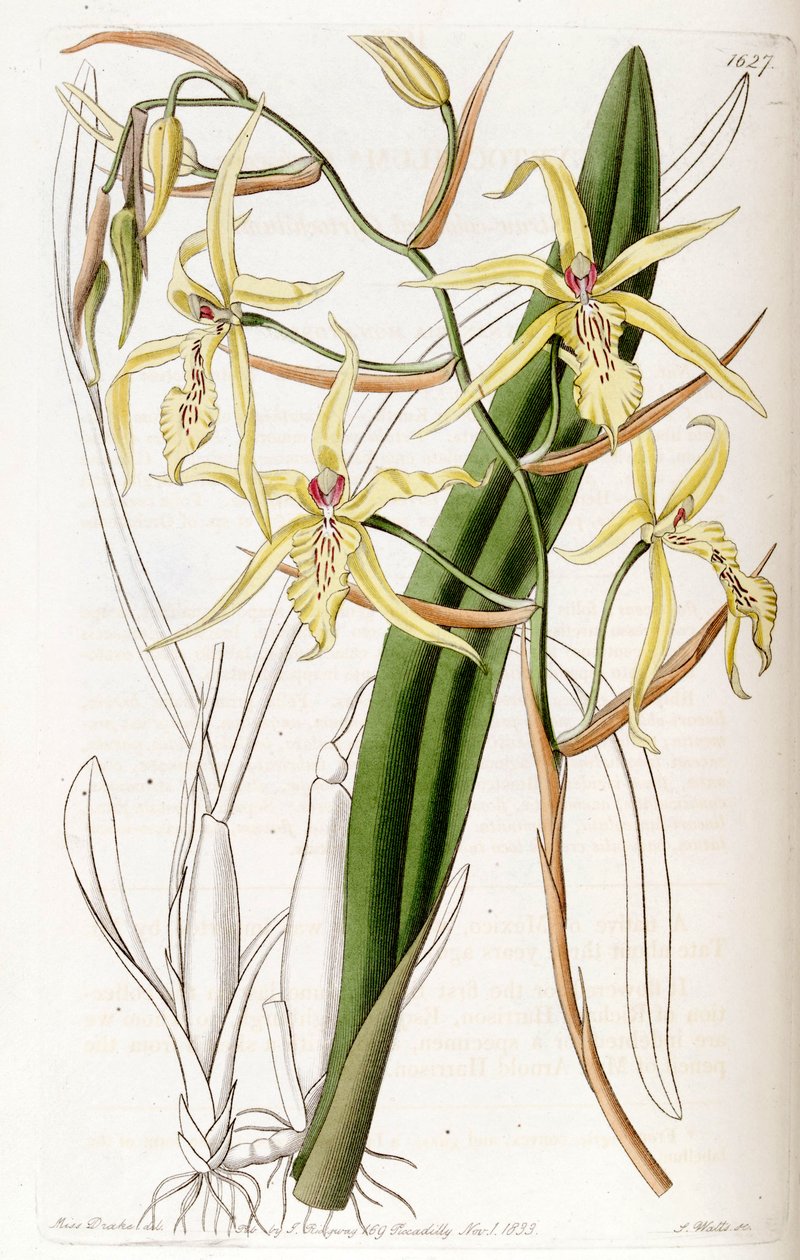 Miltonia flavescens (come sin. Cyrtochilum flavescens) da Miss Drake