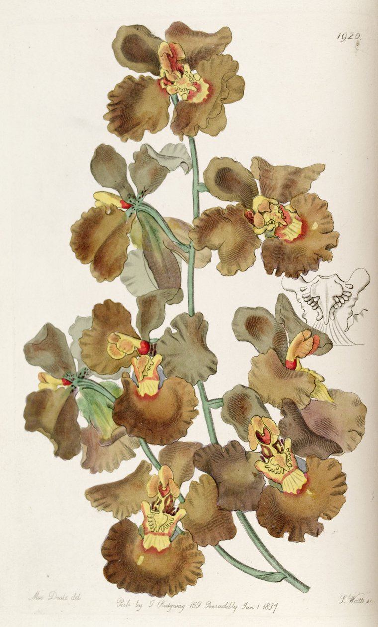 Oncidium crispum da Miss Drake