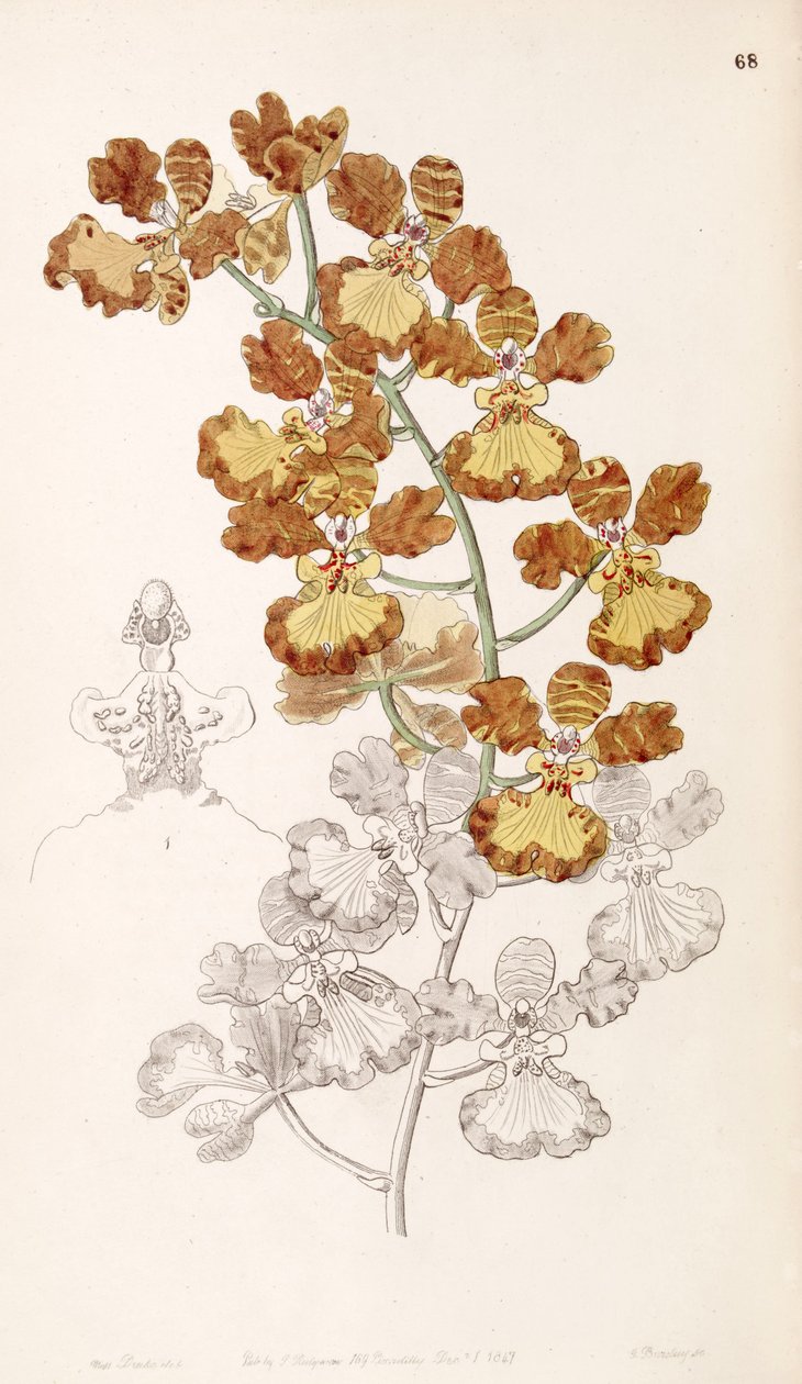 Oncidium gardneri (come sin. Oncidium curtum) da Miss Drake
