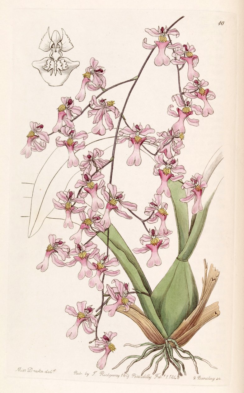 Oncidium ornithorhynchum da Miss Drake