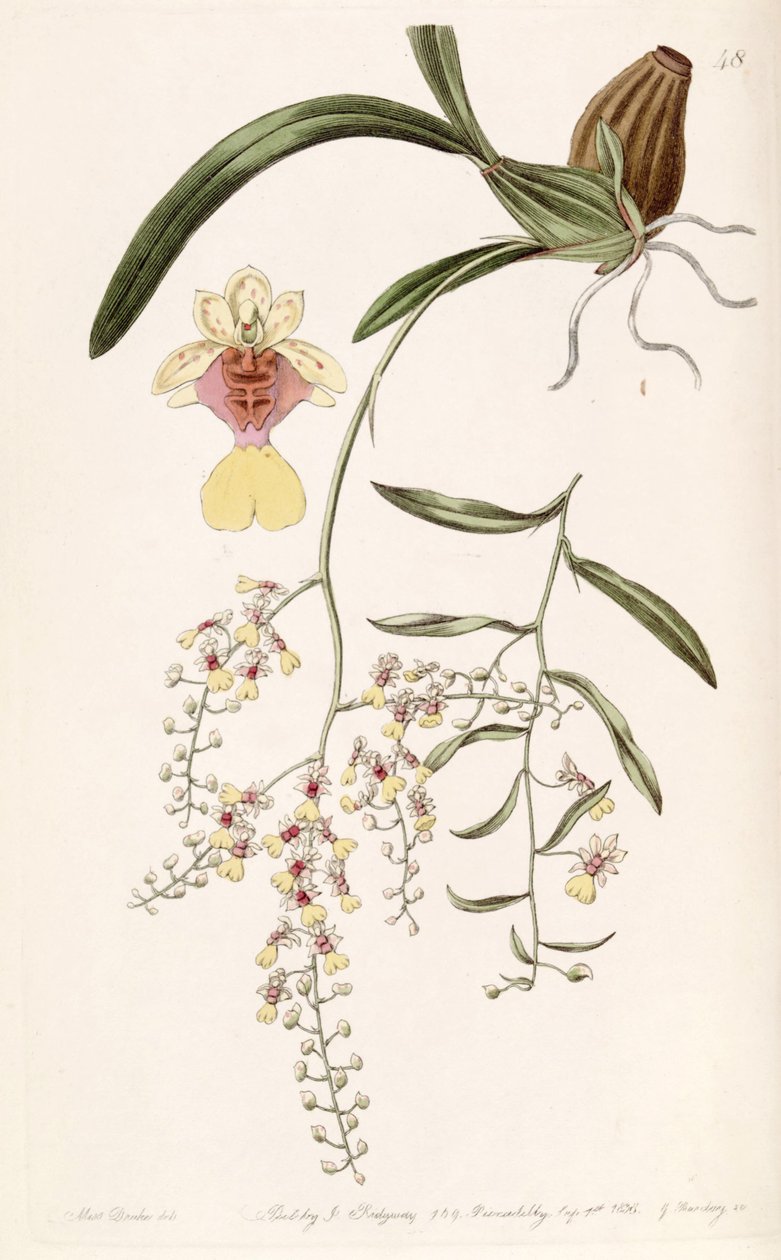 Oncidium raniferum da Miss Drake