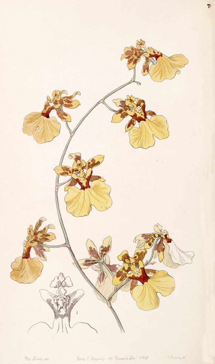 Oncidium reflexum da Miss Drake
