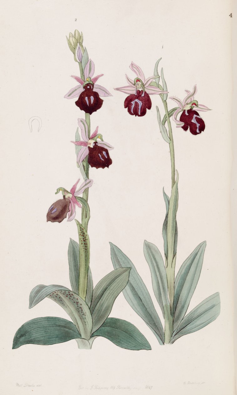 Ophrys ferrum-equinum (sinistra, fig. 2) e Ophrys bombyliflora (come sin. Ophrys tabanifera) (destra, fig. 1) da Miss Drake