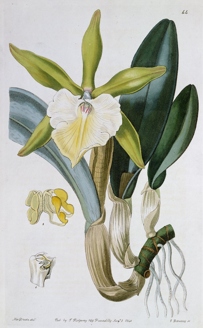 Orchidea: Brassavola glauca, pubblicata da I. Ridgway, 1846 da Miss Drake