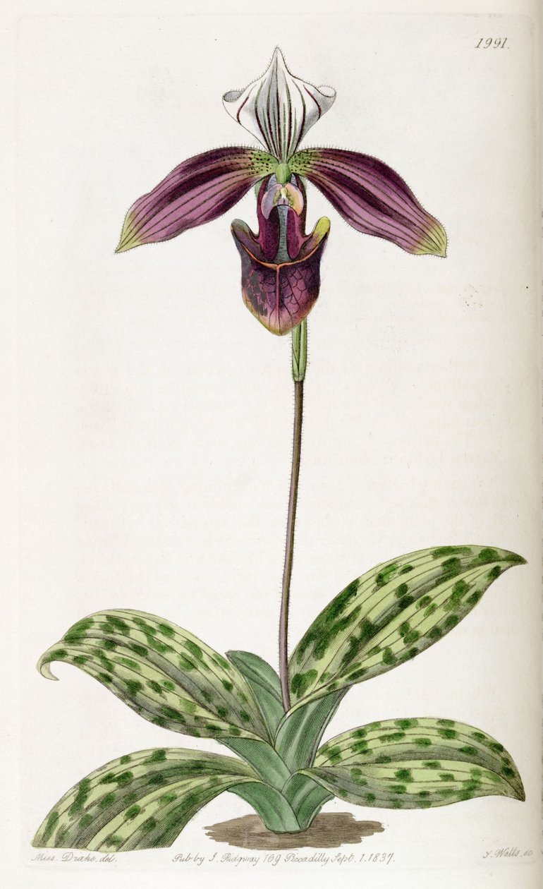 Paphiopedilum purpuratum da Miss Drake
