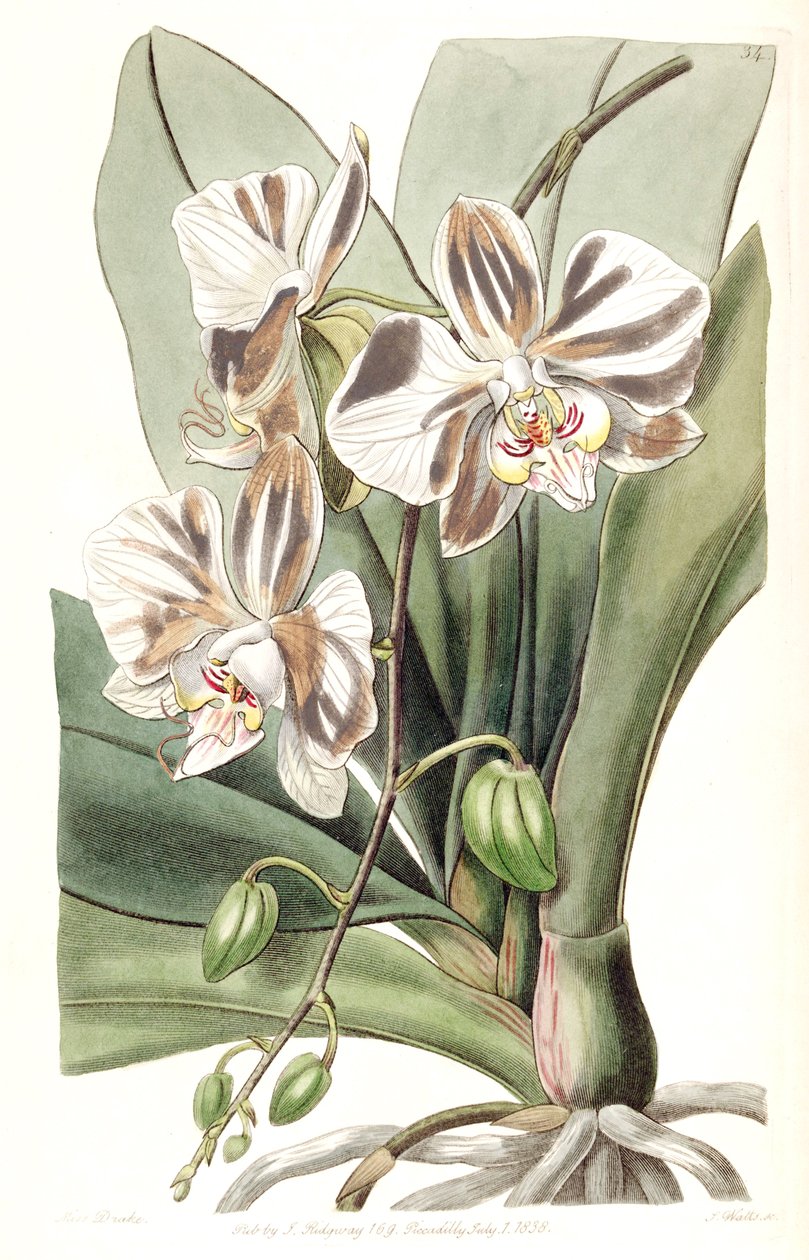 Phalaenopsis aphrodite subsp. aphrodite (come sin. Phalaenopsis amabilis Lindl. (1838), nom. illeg.) da Miss Drake