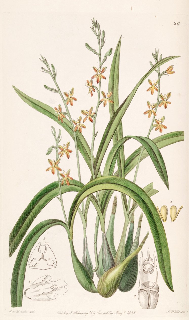 Prosthechea ochracea da Miss Drake