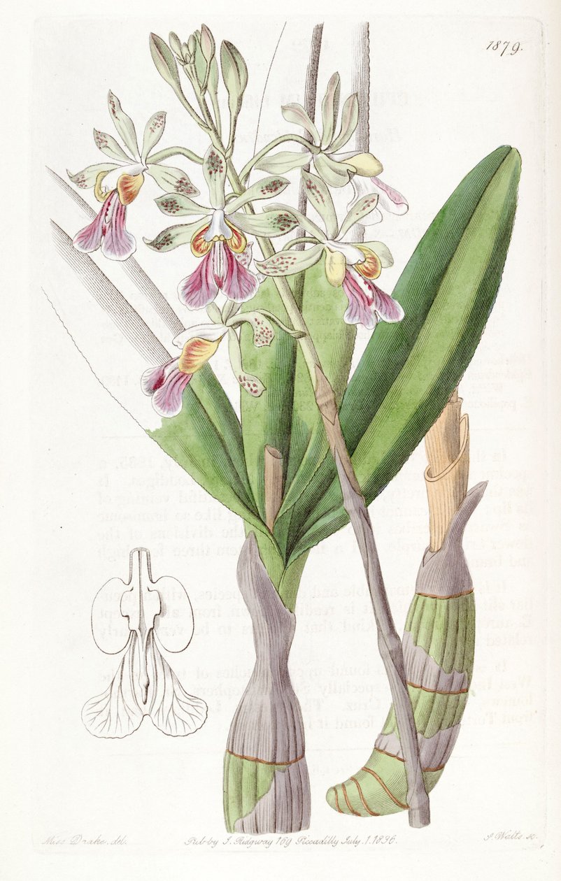 Psychilis bifida da Miss Drake
