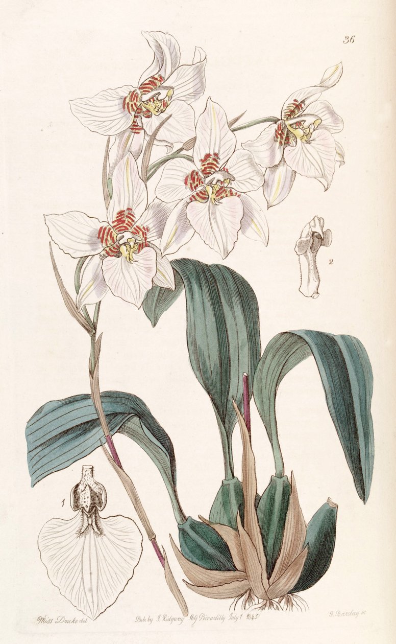 Rhynchostele cervantesii (come sin. Odontoglossum cervantesii) da Miss Drake