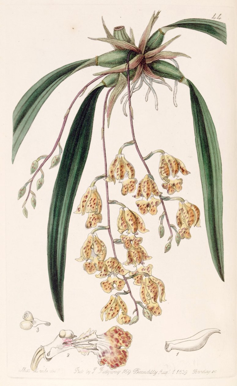 Rodriguezia sticta (come sin. Burlingtonia maculata) da Miss Drake