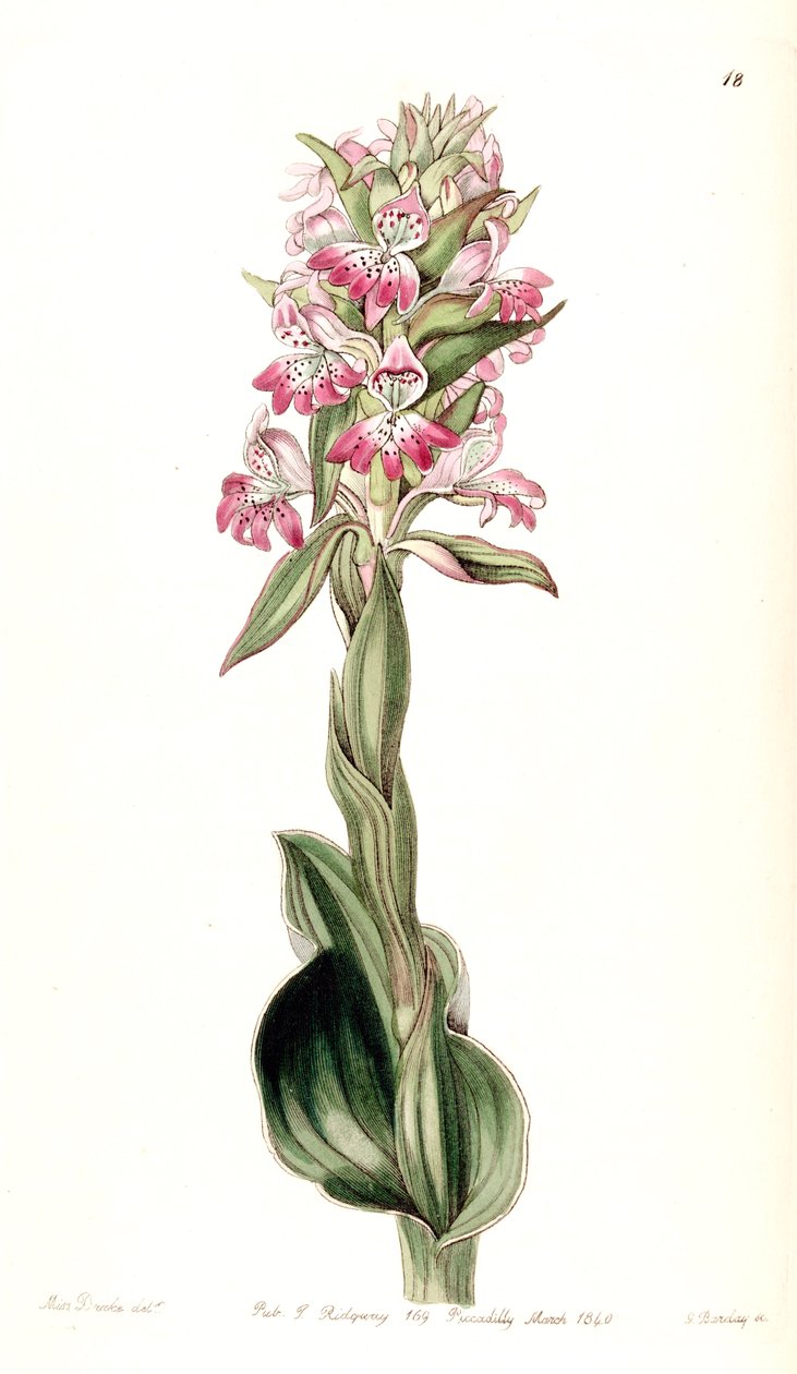 Satyrium erectum da Miss Drake