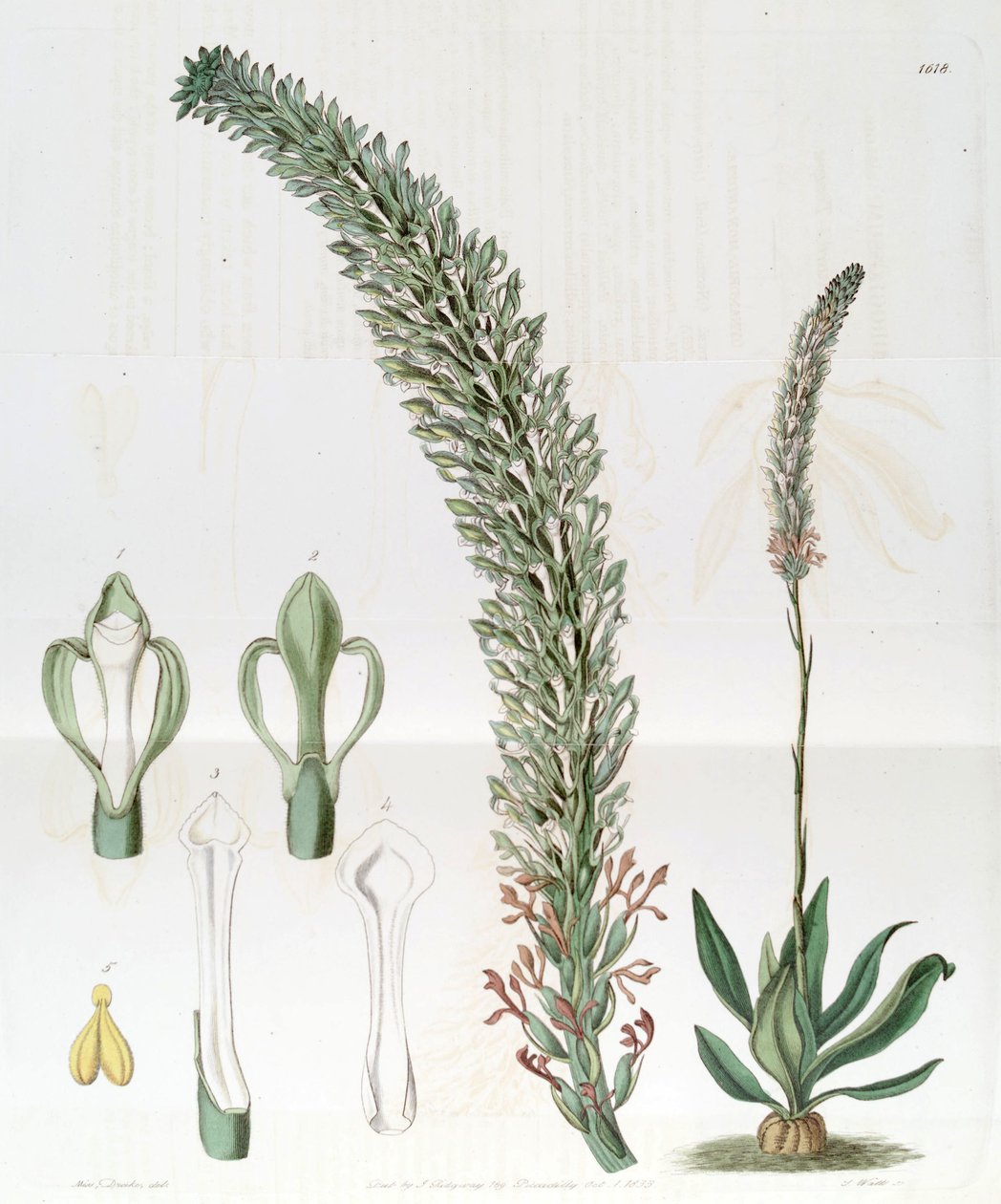 Sauroglossum nitidum (come sin. Sauroglossum elatum) da Miss Drake