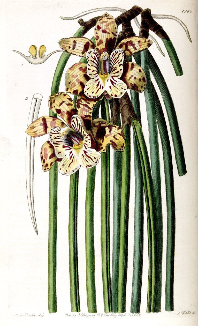 Scuticaria steelei (come sin. Maxillaria steelii) da Miss Drake