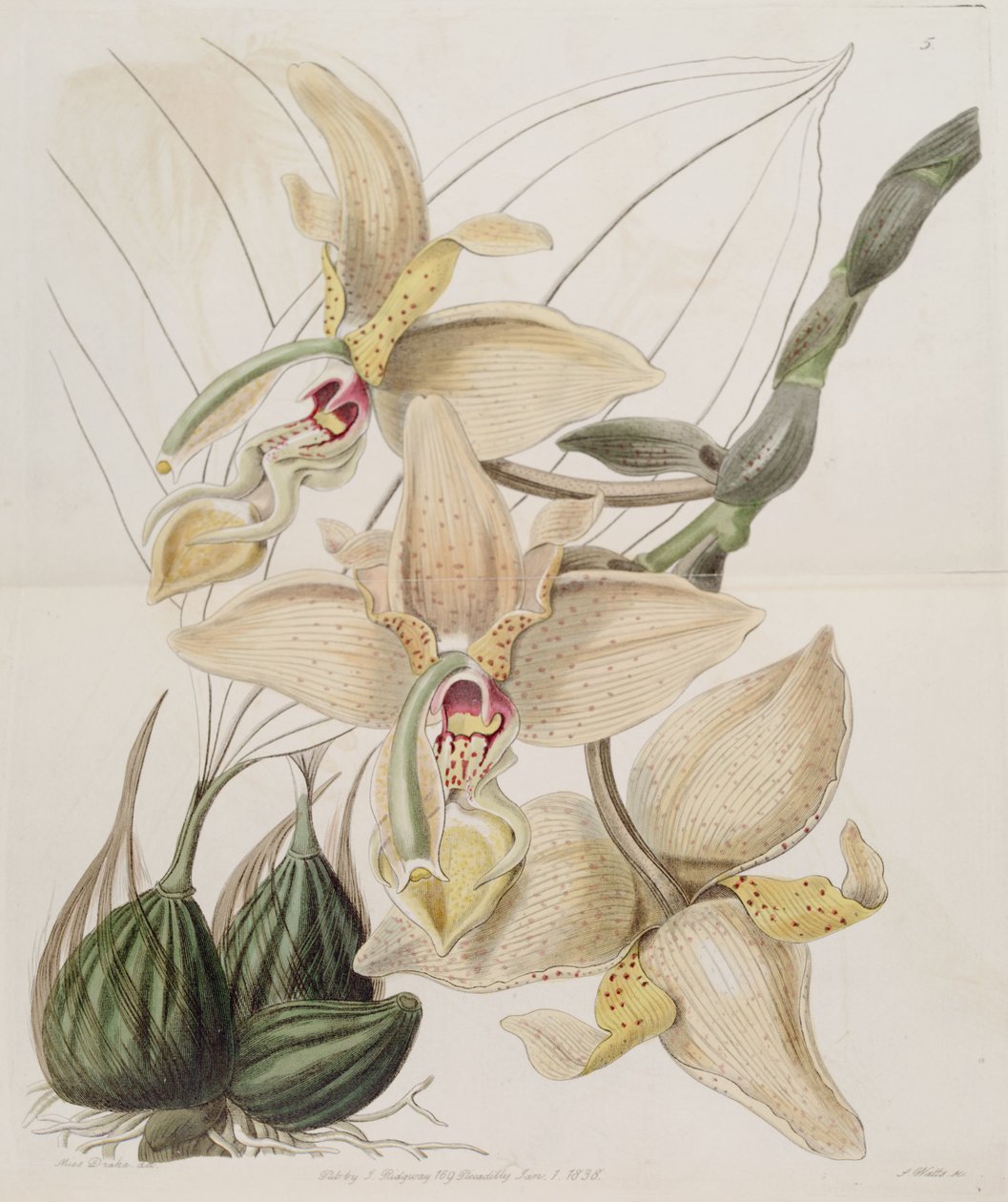 Stanhopea × quadricornis Lindl. (1838) (Stanhopea grandiflora × Stanhopea wardii) da Miss Drake