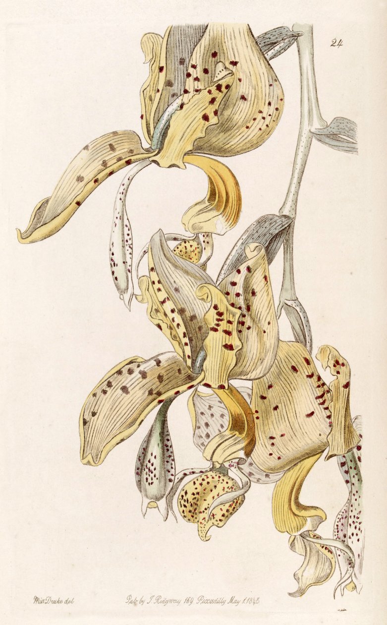 Stanhopea oculata da Miss Drake
