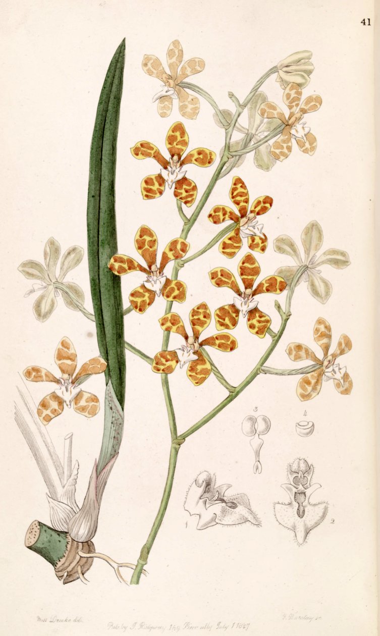 Staurochilus ionosmus da Miss Drake