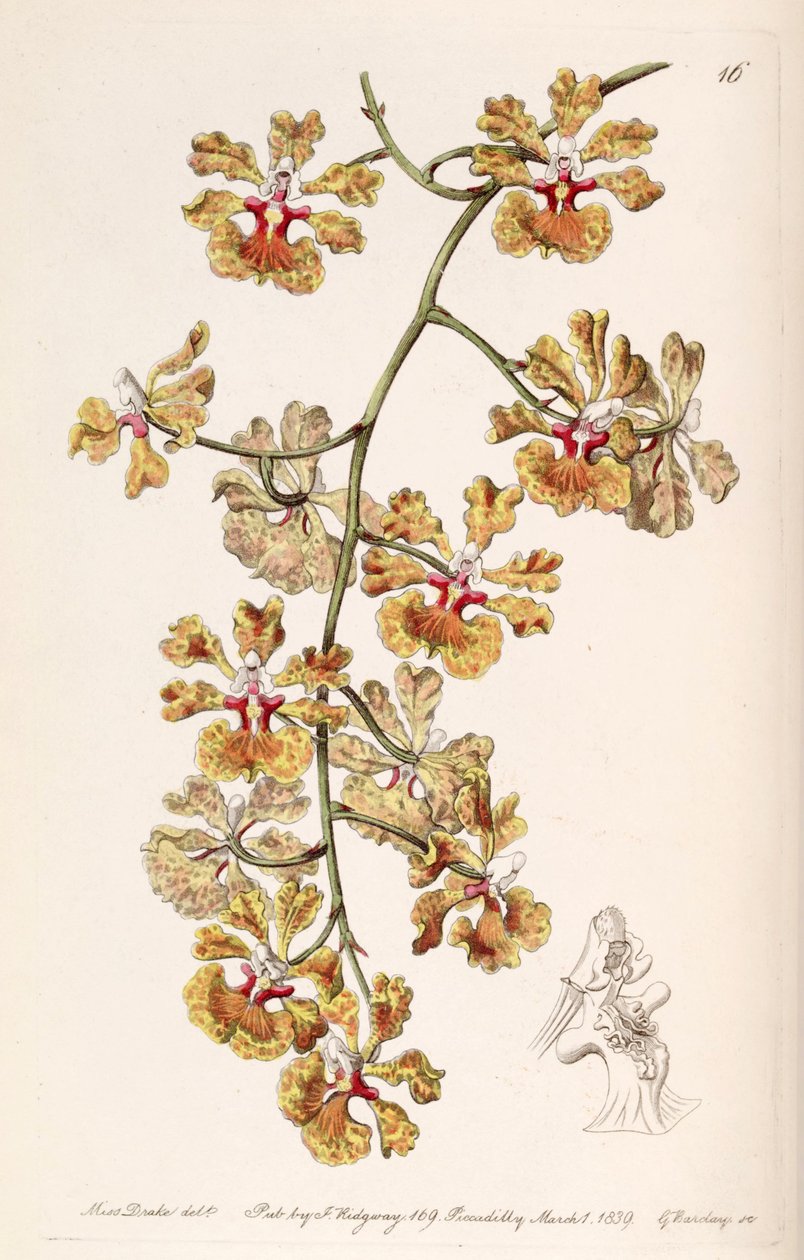 Tolumnia guttata (come sin. Oncidium luridum var. guttatum) da Miss Drake