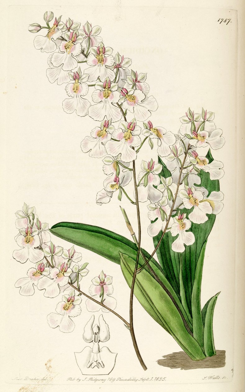Tolumnia pulchella (come sin. Oncidium pulchellum) da Miss Drake