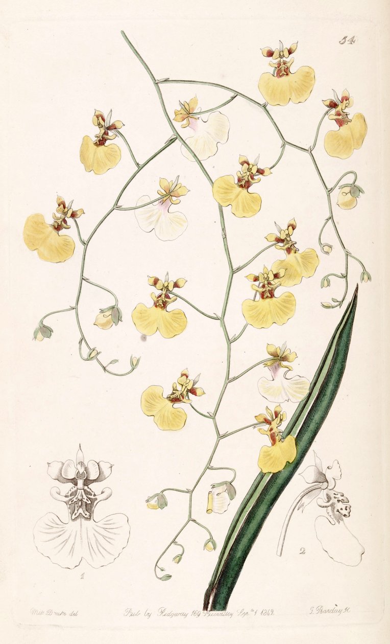 Tolumnia urophylla da Miss Drake