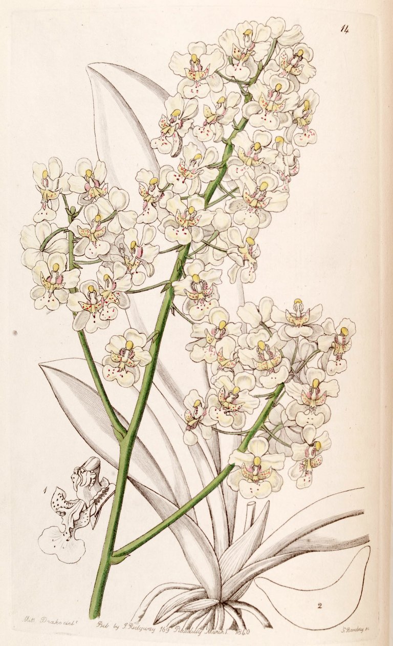 Trichocentrum stramineum da Miss Drake