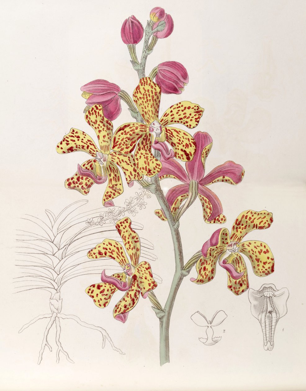 Vandopsis lissochiloides (come sin. Vanda batemannii, scritto Vanda batemanni) da Miss Drake