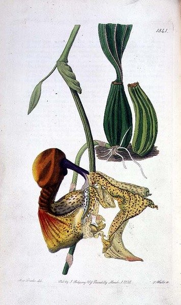 Orchidea: Laelia autumnalis, pubblicata da I. Ridgway da Miss Drake