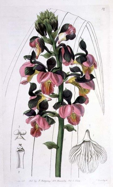 Orchis Lissochilus Roseus, pubblicato da I. Ridgway da Miss Drake