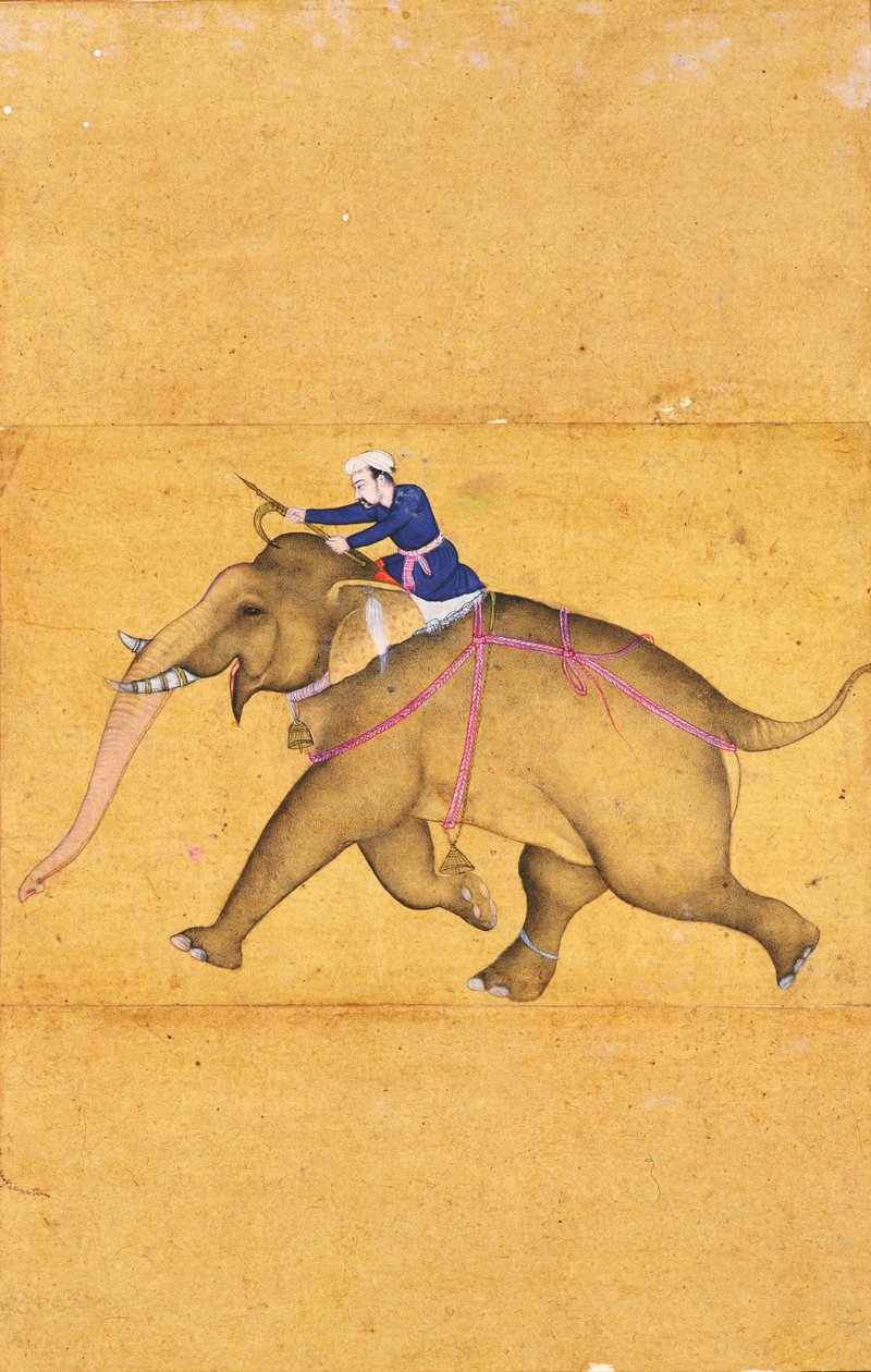 Un mahout che cavalca un elefante, dal Grande Album Clive da Mughal School