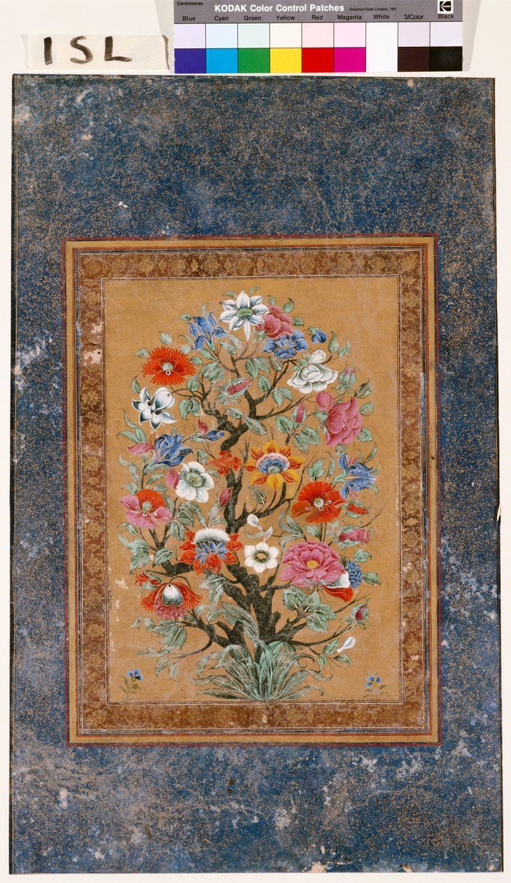 Pianta mitica da Mughal School