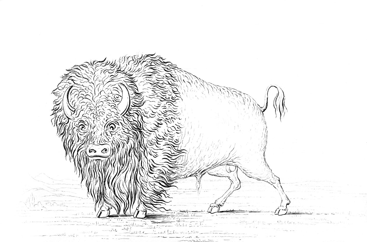 Bufalo, 1841 da Myers and Co