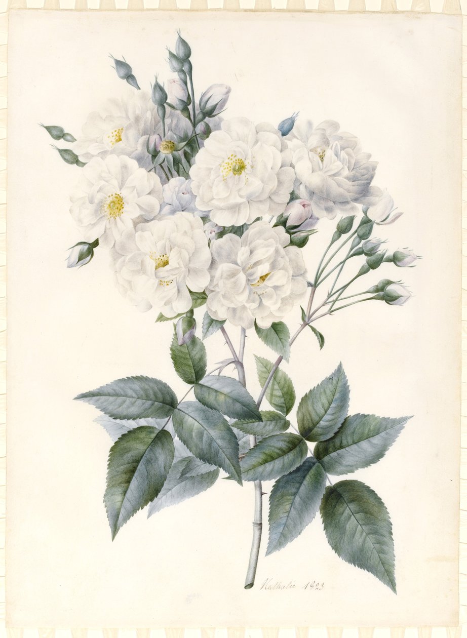 Rosa Noisette, 1823 da Nathalie d