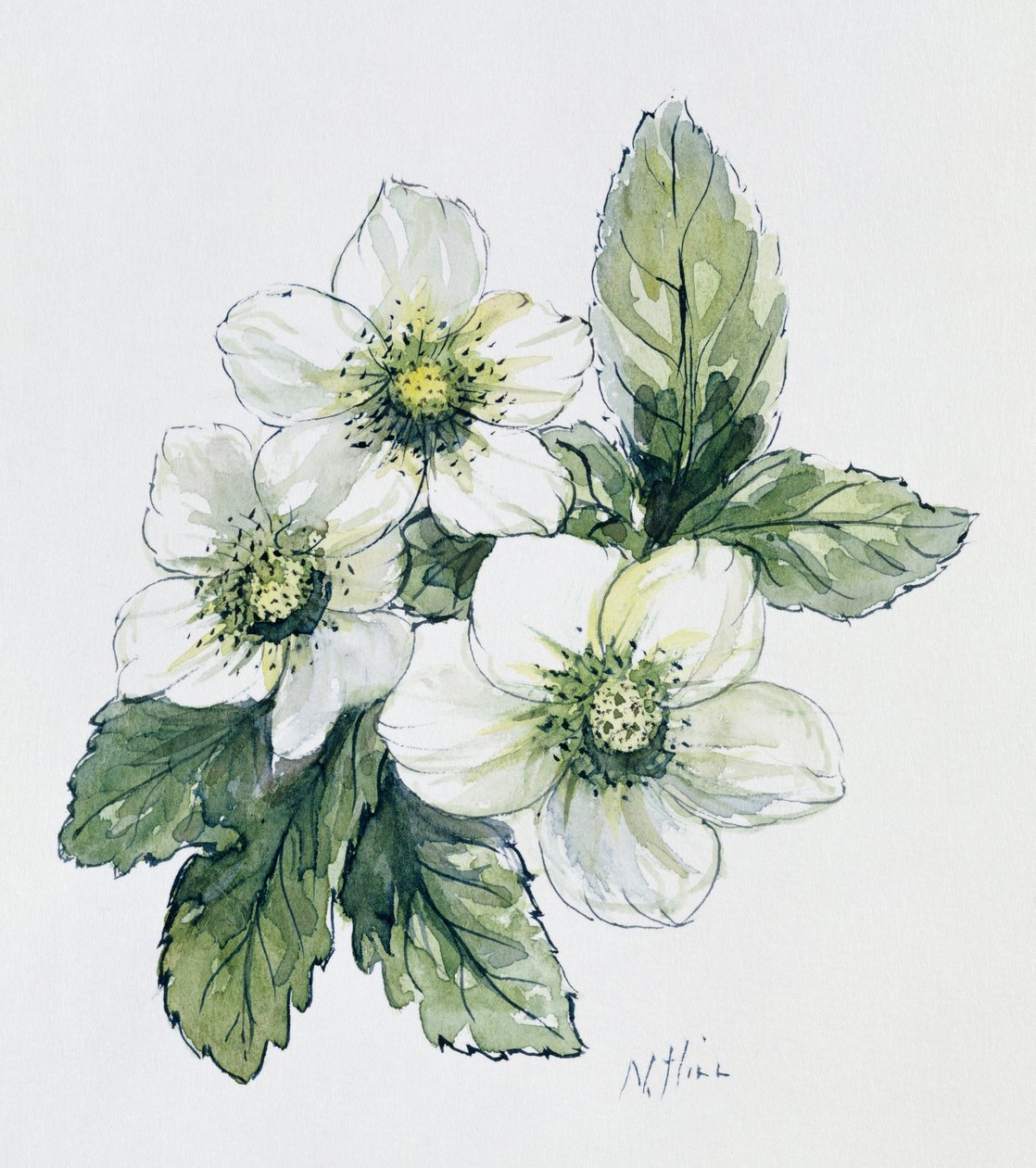 Rosa di Natale da Nell Hill