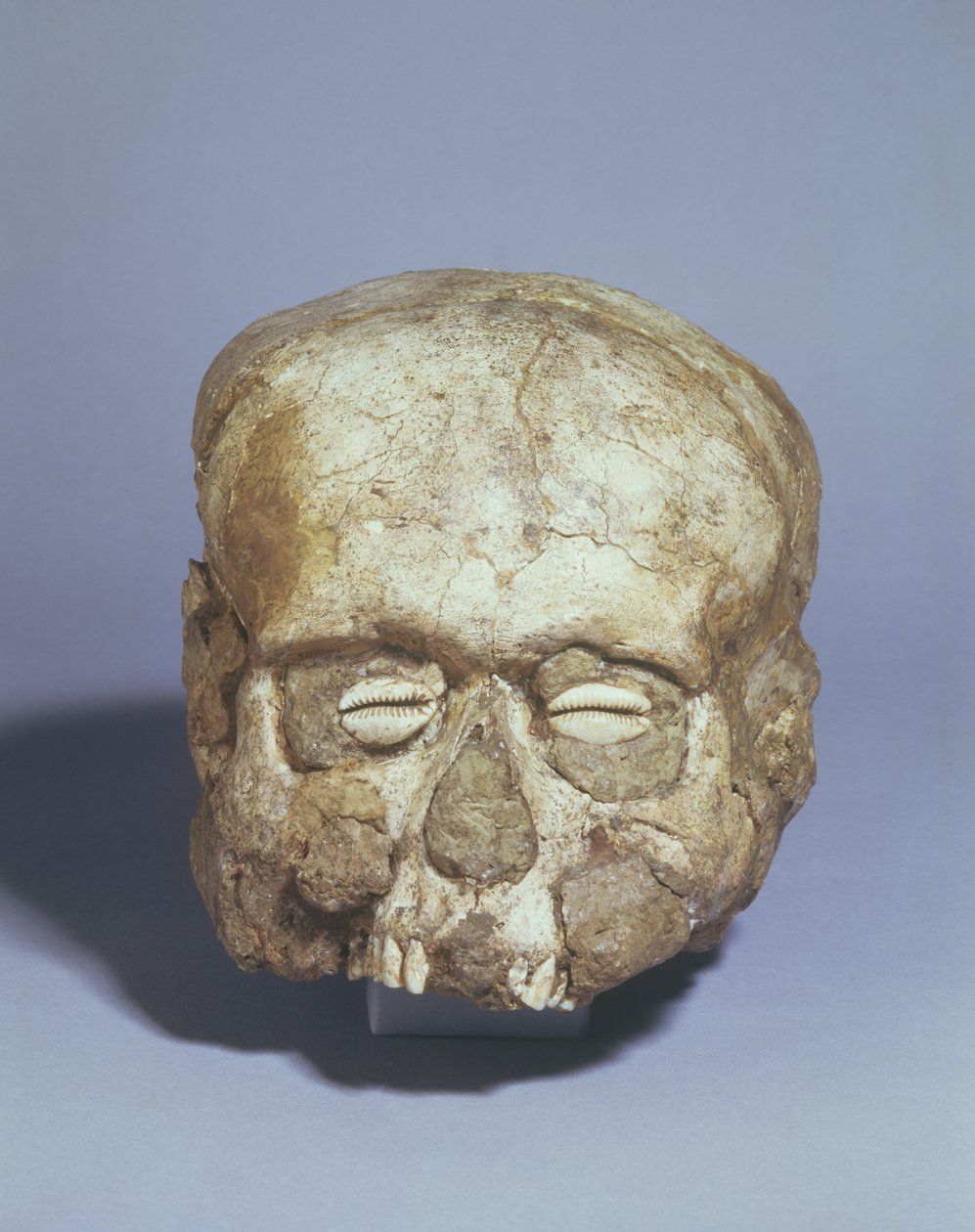 Ritratto di teschio con occhi di conchiglia di ciprea, Gerico, c.7° millennio a.C. (teschio, gesso e conchiglia) da Neolithic