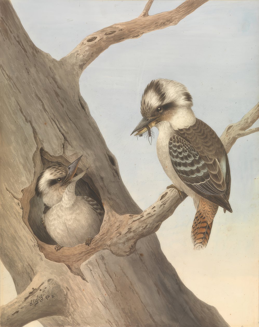 Martin pescatore (Kookaburra) da Neville Henry Cayley