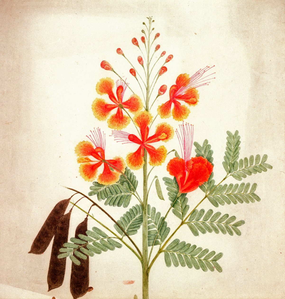 Studio di fiori, c.1840 da Nicholas Tomlinson