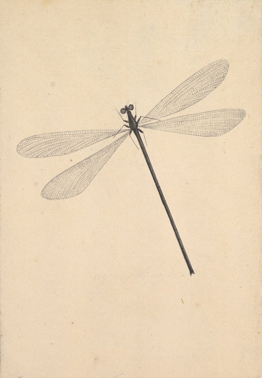 Una libellula, inizio XVIII-metà XVIII secolo da Nicolaas Struyk