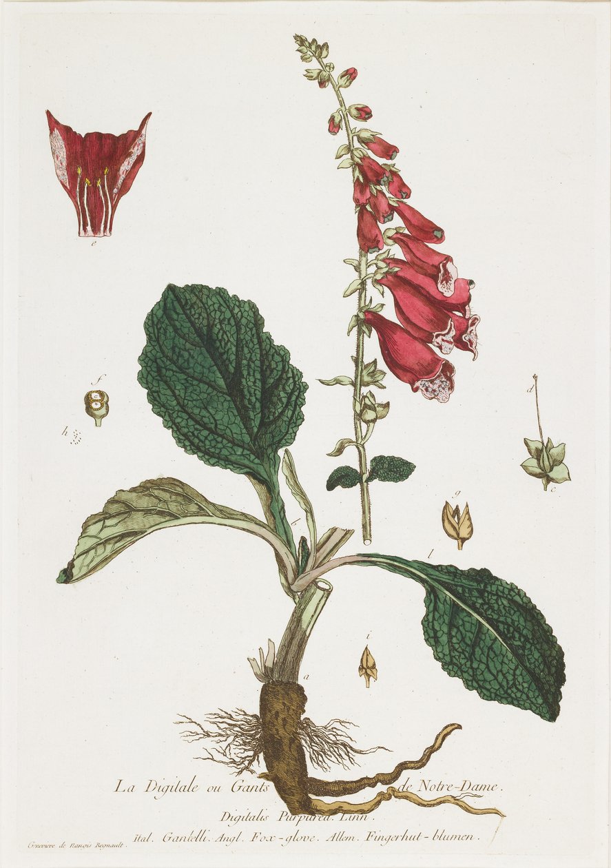 La Digitale (Foxglove), da La Boutique mise a la portee de tout le monde, 1774 da Nicolas Francois Regnault