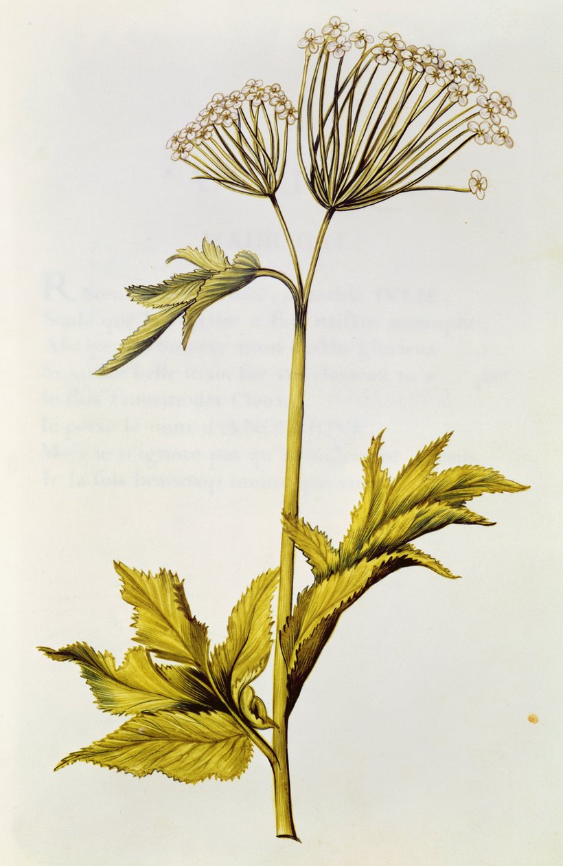 Angelica, da 