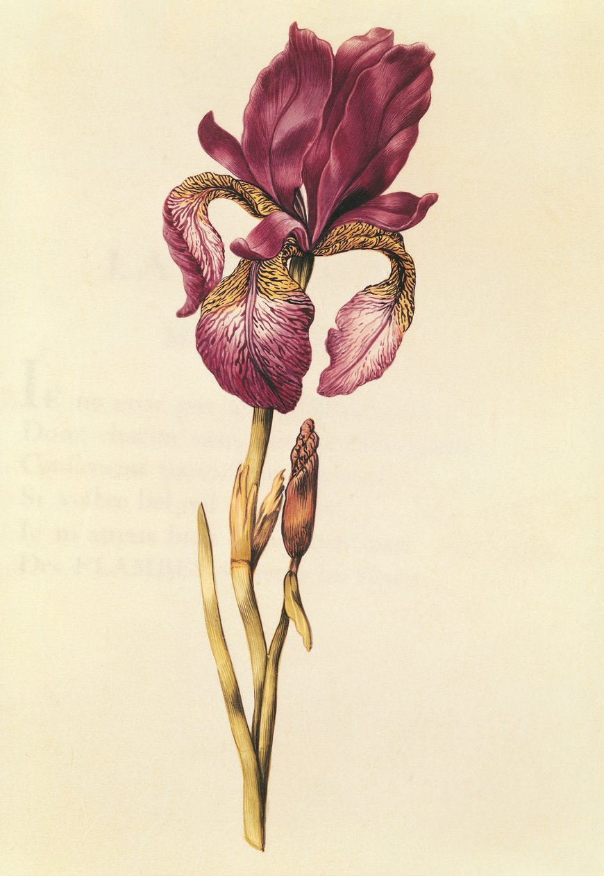 Iris, da 