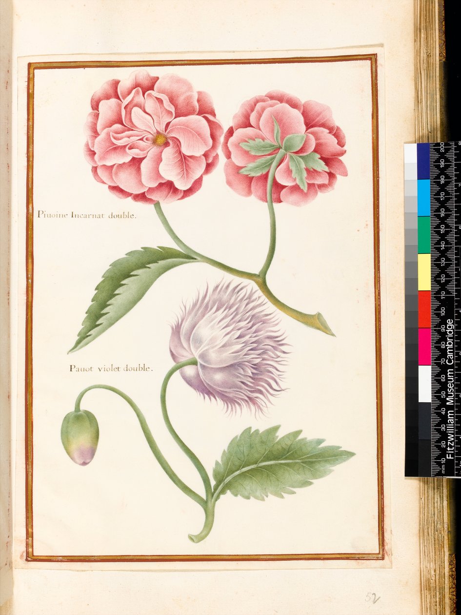 Peonia e Papavero Doppio da Nicolas Robert