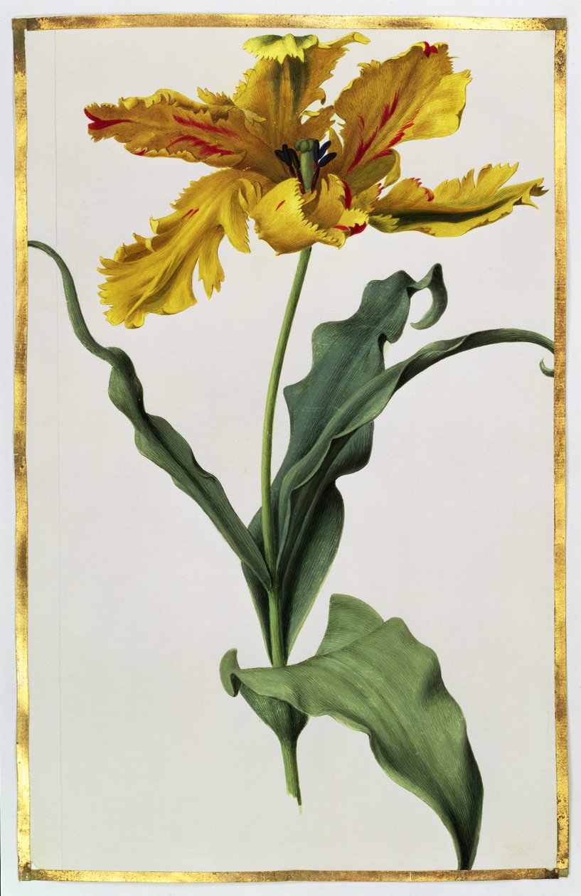 Tulipano, circa 1675 da Nicolas Robert