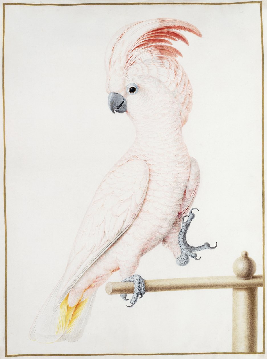 Cacatua di Major Mitchell da Nicolas Robert