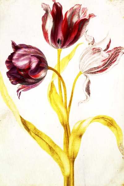 Tulipani, c.1675 da Nicolas Robert