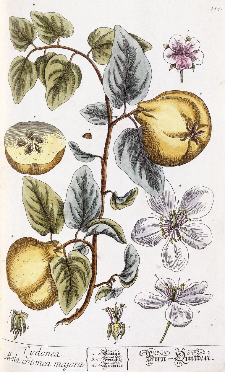 Cotogna da Nikolaus Friedrich Eisenberger