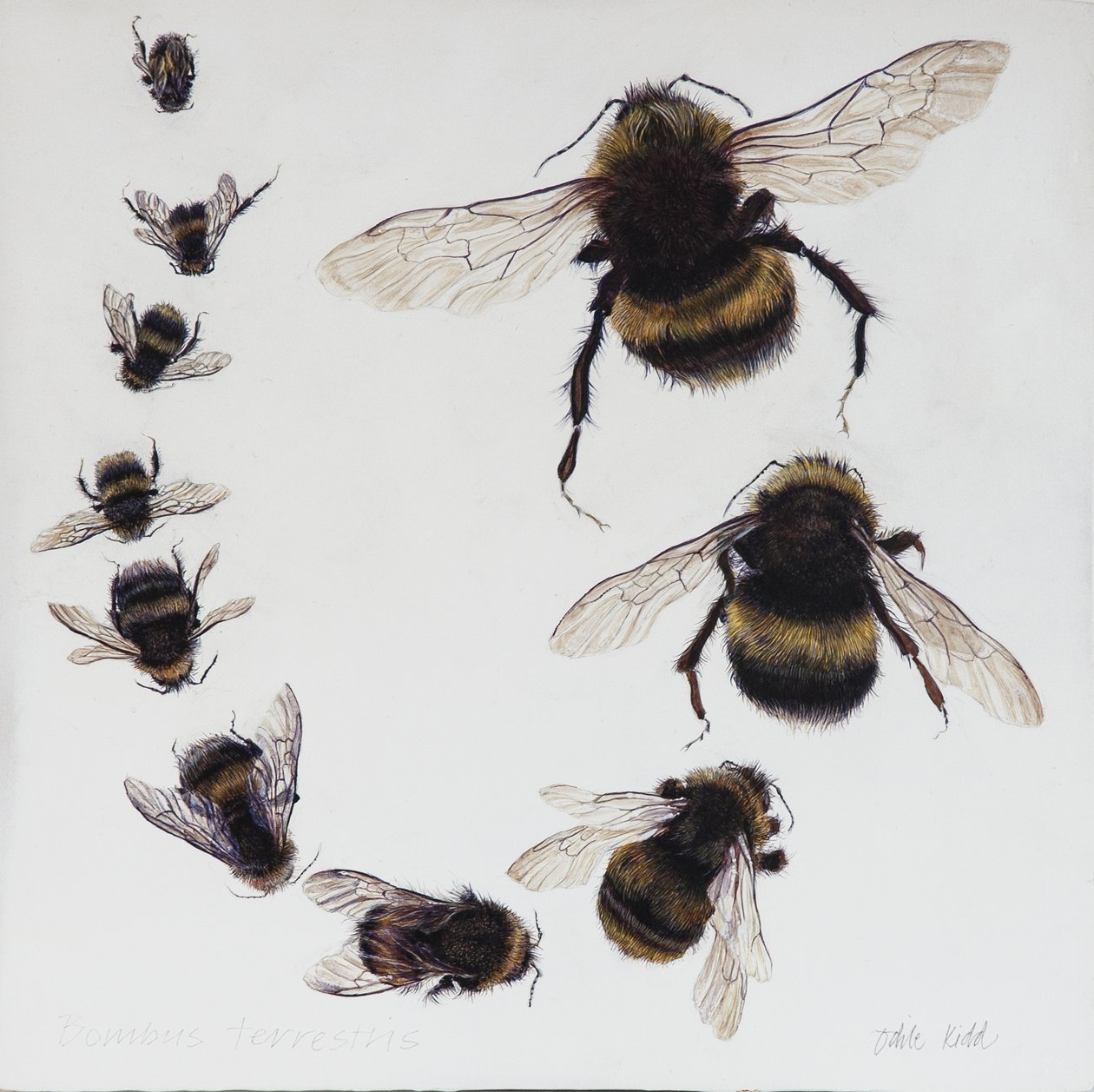 Bombus, 2015 (acrilico su legno gesso) da Odile Kidd