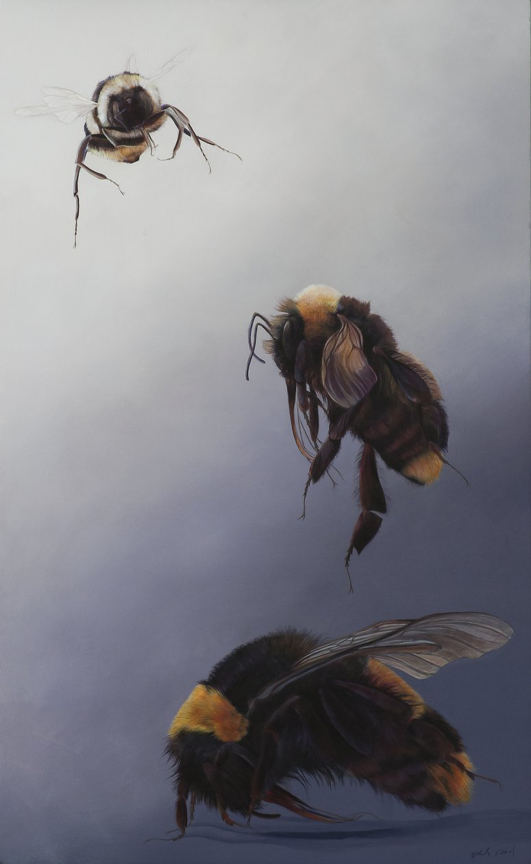 Bombus flight 2, 2011 (acrilico su legno) da Odile Kidd