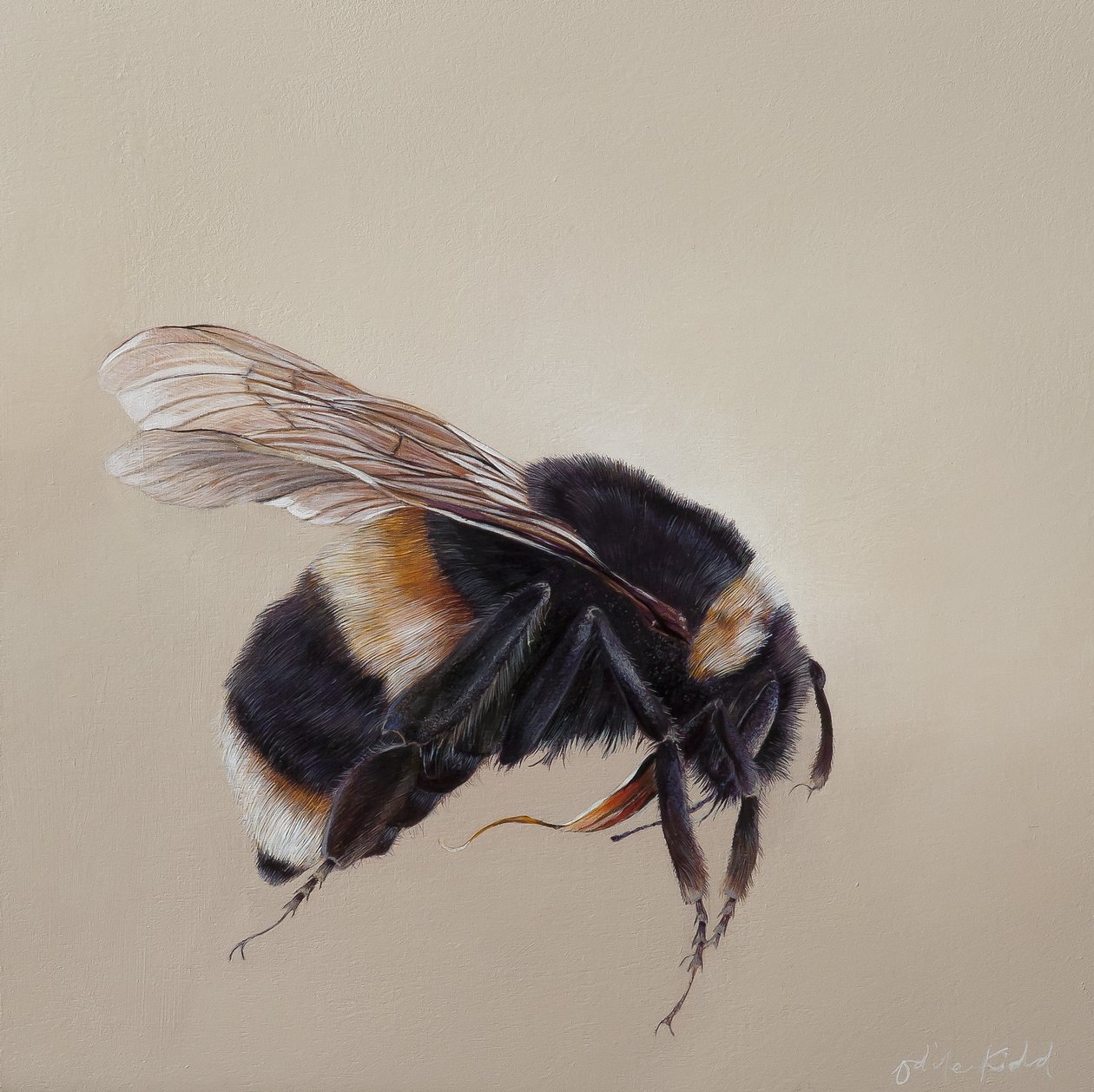 Bombus terrestis 8, 2013 (acrilico su legno) da Odile Kidd