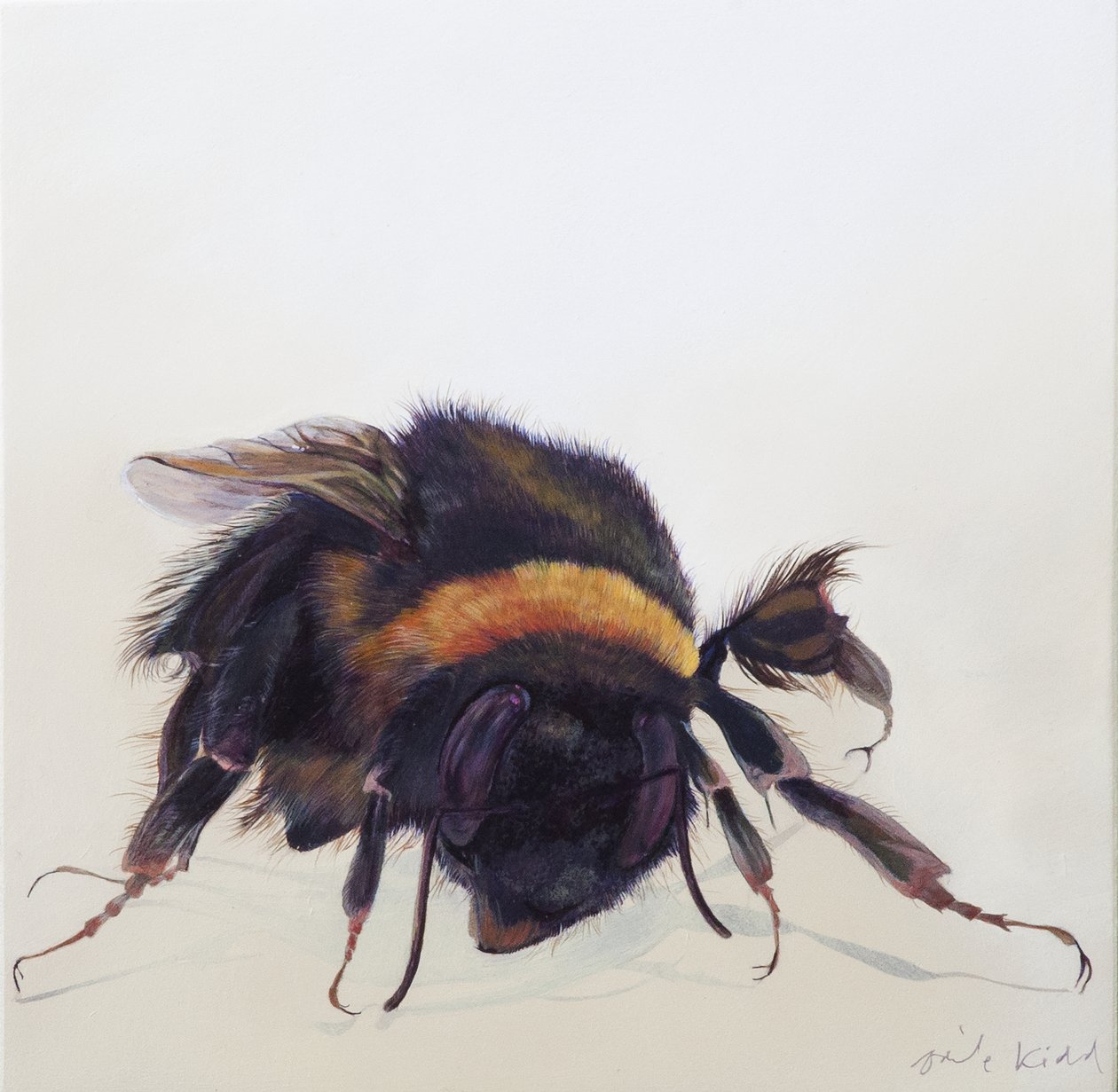 Bombus terrestris 9, 2013 (acrilico su legno) da Odile Kidd