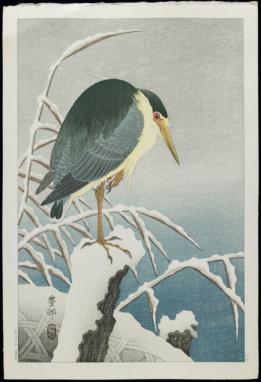 Nitticora nella neve, anni 