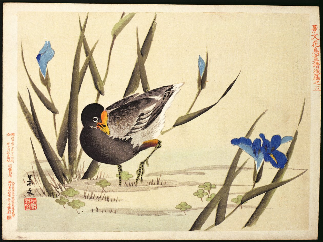 Trampoliere tra i giunchi da Ohara Koson